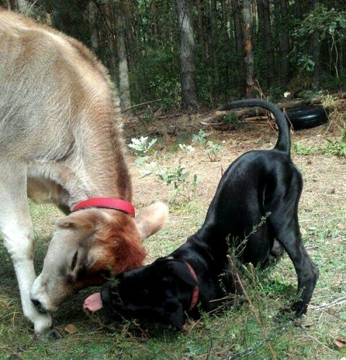 Cane corso with a Jersey calf